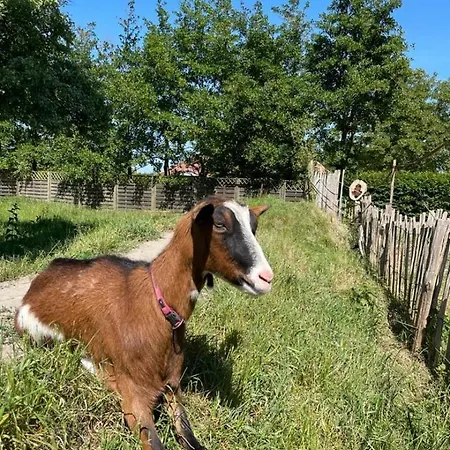 Deichgraf 公寓 埃姆登