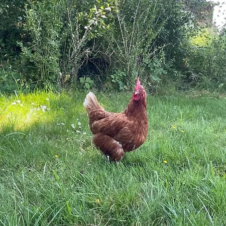 Deichgraf 公寓 埃姆登