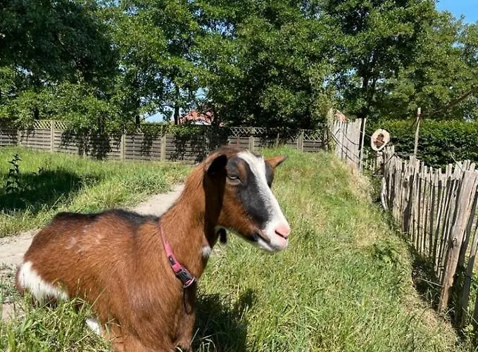 Deichgraf 公寓 埃姆登