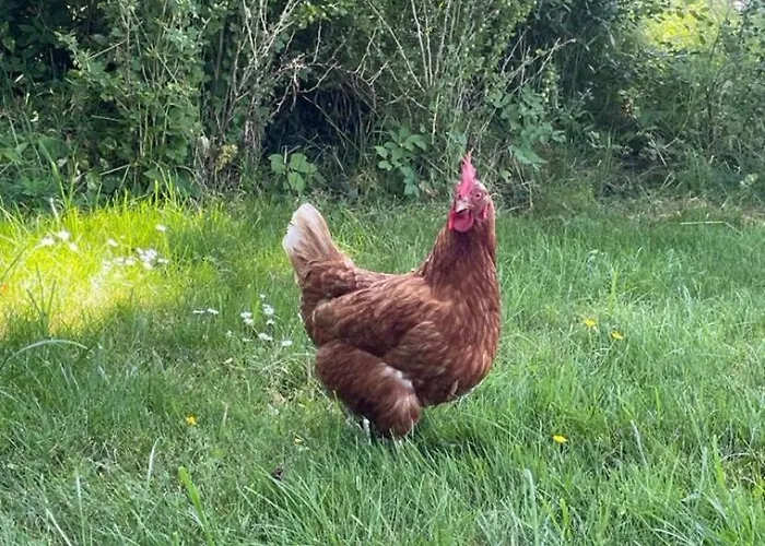 Deichgraf 公寓 埃姆登